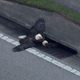 Two bald eagles stuck inside a storm drain in Orange County, Florida (Screenshot via WFTV)